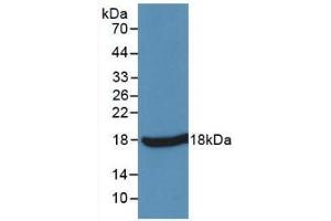 Detection of Recombinant TNFa, Simian using Monoclonal Antibody to Tumor Necrosis Factor Alpha (TNFa) (TNF alpha antibody  (AA 77-197))