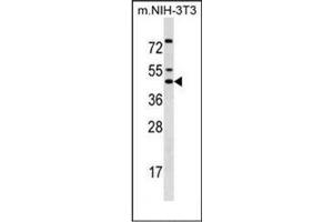 Western blot analysis of  IRX5 / IRXB2 Antibody (C-term) in mouse NIH-3T3 cell line lysates (35ug/lane). (IRX5 antibody  (C-Term))