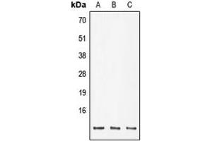 Western blot analysis of POLR2K expression in DLD (A), SP2/0 (B), PC12 (C) whole cell lysates. (POLR2K antibody  (Center))