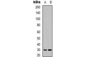 Western blot analysis of CLIC4 expression in mouse brain (A), rat brain (B) whole cell lysates.