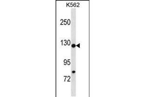 Western blot analysis in K562 cell line lysates (35ug/lane). (HIRA antibody  (N-Term))
