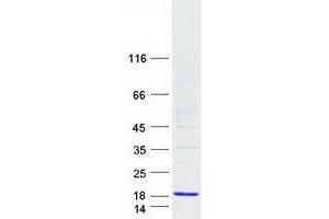 Validation with Western Blot (C5orf32 Protein (Myc-DYKDDDDK Tag))