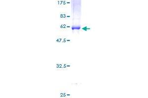 DCAF7 Protein (AA 1-342) (GST tag)