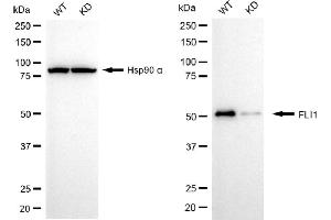 Western blotting analysis using FLI1 antibody (ABIN7798660). (Recombinant FLI1 antibody)