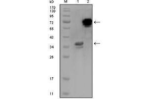 Western Blot showing HPS1 antibody used against truncated HPS1 recombinant protein (1) and HPS1-hIgGFc transfected CHO-K1 cell lysate (2). (HPS1 antibody)