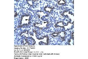 Human Lung (APEX1 antibody  (N-Term))