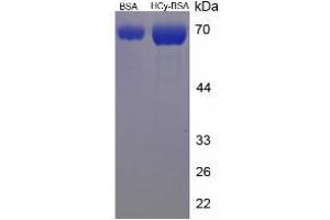 Image no. 1 for Homocysteine (HCY) protein (BSA) (ABIN1880291)