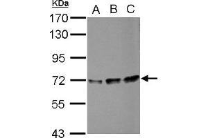 Image no. 2 for anti-Peptidylprolyl Isomerase (Cyclophilin)-Like 4 (PPIL4) (AA 1-172) antibody (ABIN1500366) (PPIL4 antibody  (AA 1-172))