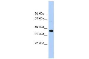 Western Blot showing WNT2B antibody used at a concentration of 1. (WNT2B antibody  (Middle Region))