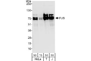 Western Blotting (WB) image for anti-Fused in Sarcoma (FUS) (C-Term) antibody (ABIN7453401)