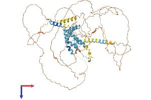 AlphaFold protein structure predicition of Human Recombinant AKAP8 Protein, UniprotID O43823 (AKAP8 Protein (AA 1-692) (His tag))