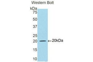 Western Blotting (WB) image for anti-Lactotransferrin (LTF) (AA 542-685) antibody (ABIN1078261) (Lactoferrin antibody  (AA 542-685))