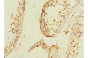 Immunohistochemistry of paraffin-embedded human testis tissue using ABIN7161998 at dilution of 1:100 (NPM2 antibody  (AA 1-136))