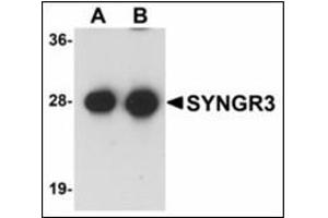 Western blot analysis of SYNGR3 in mouse brain tissue lysate with SYNGR3 antibody at (A) 1 and (B) 2 µg/ml . (Synaptogyrin 3 antibody  (C-Term))