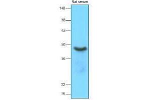 Western Blotting (WB) image for anti-serpin Peptidase Inhibitor, Clade A (Alpha-1 Antiproteinase, Antitrypsin), Member 12 (SERPINA12) (AA 21-414) antibody (ABIN317578) (SERPINA12 antibody  (AA 21-414))