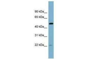 Image no. 1 for anti-HAUS Augmin-Like Complex, Subunit 7 (HAUS7) (AA 143-192) antibody (ABIN6742001) (HAUS7 antibody  (AA 143-192))