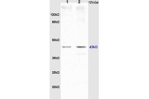 L1 rat brain lysates, L2 mouse embryos lysates probed (ABIN750748) Anti-GTPBP10 Polyclonal, Unconjugated at 1:200 in 4 °C. (GTPBP10 antibody  (AA 151-250))