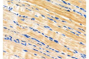 ABIN6258583 and ABIN6274823 at 1/100 staining Rat stomach tissue by IHC-P. (AKR1A1 antibody  (C-Term))