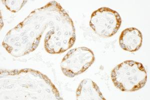 anti-Cytoskeleton-Associated Protein 4 (CKAP4) (AA 500-550) antibody