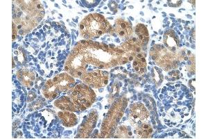 LONRF1 antibody was used for immunohistochemistry at a concentration of 4-8 ug/ml to stain EpitheliaI cells of renal tubule (arrows) in Human Kidney. (LONRF1 antibody  (N-Term))
