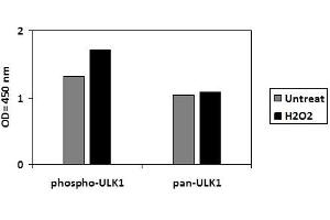 C2C12 cells were untreated or treated with 1mM H2O2 for 15 min. (ULK1 ELISA Kit)