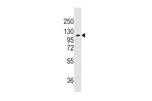 Western blot analysis of anti-RS Pab (ABIN391804 and ABIN2841658) in K562 cell line lysates (35 μg/lane). (AARS antibody  (N-Term))