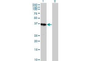 Western Blot analysis of ABT1 expression in transfected 293T cell line by ABT1 MaxPab polyclonal antibody. (Activator of Basal Transcription 1 antibody  (AA 1-272))
