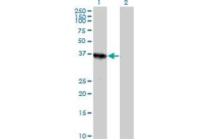 Western Blot analysis of ABT1 expression in transfected 293T cell line by ABT1 MaxPab polyclonal antibody.