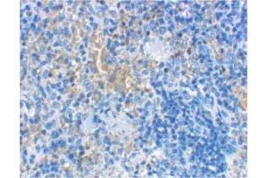 Image no. 1 for anti-Lymphocyte Antigen 96 (LY96) antibody (ABIN204170) (LY96 antibody)