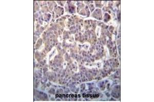 SCYL1 Antibody (N-term) (ABIN652299 and ABIN2841349) immunohistochemistry analysis in formalin fixed and paraffin embedded human pancreas tissue followed by peroxidase conjugation of the secondary antibody and DAB staining.