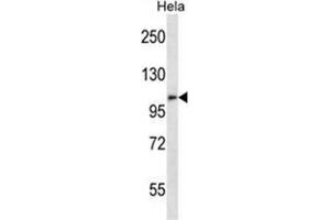 ZFPM2 Antibody (C-term) western blot analysis in Hela cell line lysates (35 µg/lane). (ZFPM2 antibody  (C-Term))