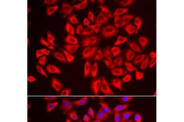 DCAF7 antibody