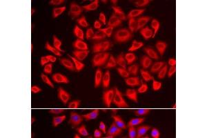 Immunofluorescence analysis of U2OS cells using DCAF7 Polyclonal Antibody (DCAF7 antibody)