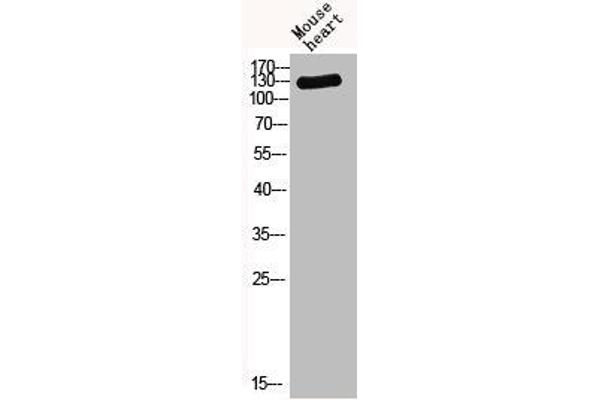 Thrombospondin 2 antibody  (C-Term)