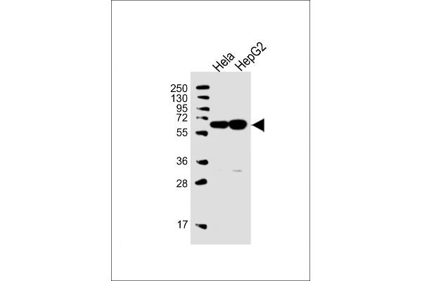 UTP6 anticorps  (N-Term)