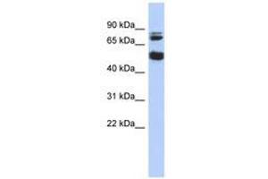 Image no. 1 for anti-Serine/threonine-Protein Kinase NIM1 (NIM1) (AA 143-192) antibody (ABIN6741236)