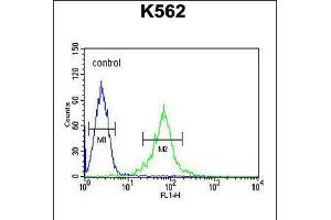 Flow cytometric analysis of K562 cells (right histogram) compared to a negative control cell (left histogram). (GAS2L1 antibody  (C-Term))