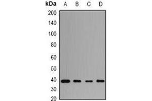 Western blot analysis of PENK expression in THP1 (A), HT29 (B), mouse brain (C), rat brain (D) whole cell lysates. (Enkephalin antibody)