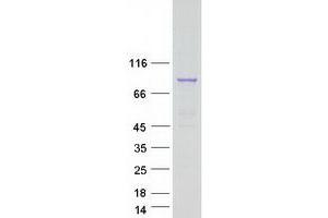 Validation with Western Blot (RFWD2 Protein (Transcript Variant 2) (Myc-DYKDDDDK Tag))
