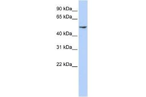 WB Suggested Anti-DCTN2 Antibody Titration: 0.