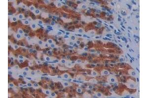 Detection of FGF1 in Rat Stomach Tissue using Monoclonal Antibody to Fibroblast Growth Factor 1, Acidic (FGF1) (FGF1 antibody  (AA 16-155))