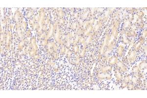 Detection of SCFR in Mouse Kidney Tissue using Polyclonal Antibody to Stem Cell Factor Receptor (SCFR) (KIT antibody  (AA 343-527))