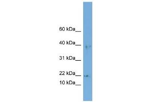 WB Suggested Anti-ARPC3 Antibody Titration: 0. (ARPC3 antibody  (Middle Region))