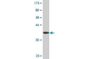 CLCN6 antibody  (AA 770-868)