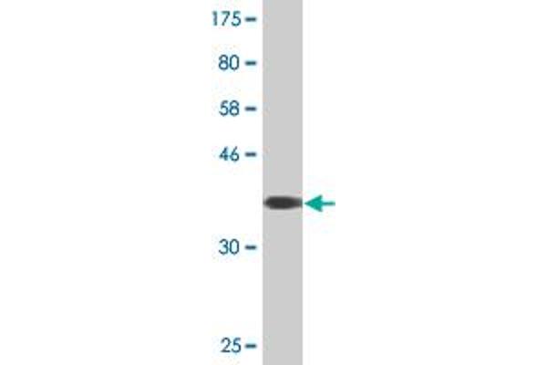 CLCN6 antibody  (AA 770-868)