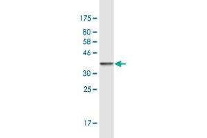 Western Blot detection against Immunogen (36. (Forkhead Box K2 antibody  (AA 561-660))