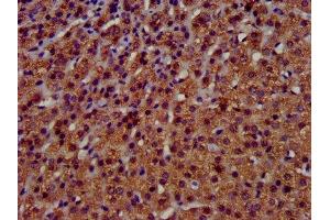 IHC image of ABIN7173123 diluted at 1:400 and staining in paraffin-embedded human adrenal gland tissue performed on a Leica BondTM system. (TMEM192 antibody  (AA 193-271))