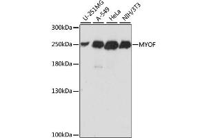 Western blot analysis of extracts of various cell lines, using MYOF antibody (ABIN6293320) at 1:1000 dilution. (Myoferlin antibody)