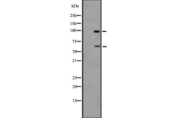 G Protein-Coupled Receptor 133 antibody  (Internal Region)
