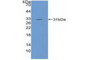 Detection of Recombinant EGFL7, Mouse using Polyclonal Antibody to EGF Like Domain Protein, Multiple 7 (EGFL7) (EGF Like Domain Protein, Multiple 7 (AA 22-275) antibody)
